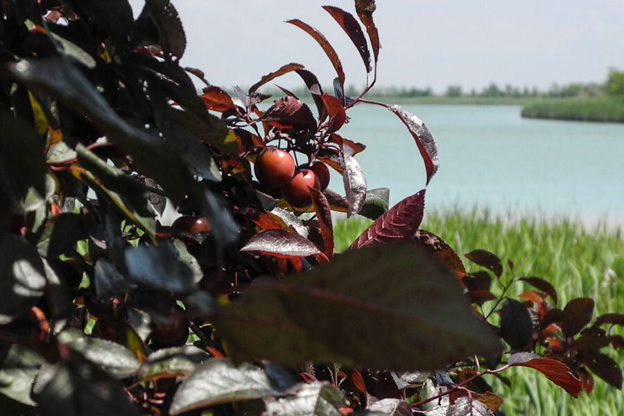 Sito web con catalogo progetti Vegal